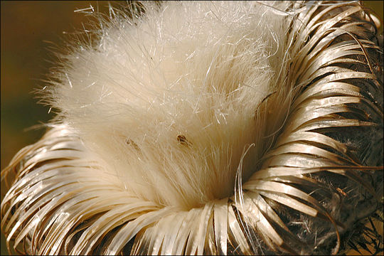 Image of woolly thistle