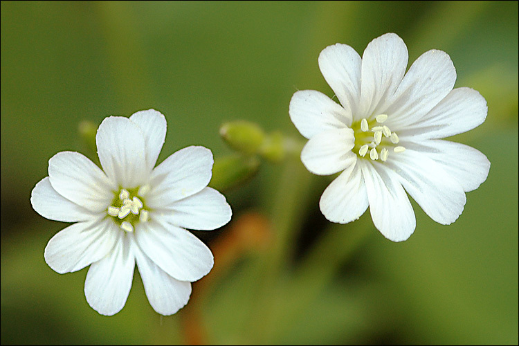 Image of Cerastium subtriflorum (Rchb.) Pacher