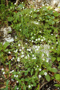 Image of Cerastium subtriflorum (Rchb.) Pacher