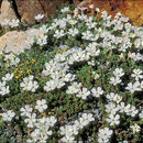 Image of dwarf phlox