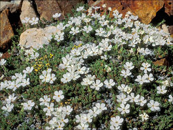 Image of dwarf phlox