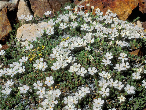 Image of dwarf phlox