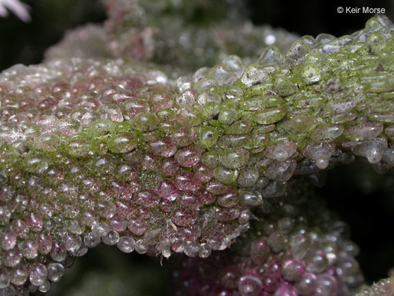 Слика од Mesembryanthemum crystallinum L.