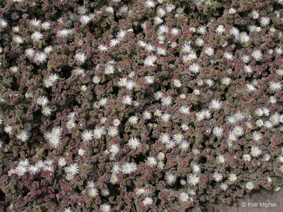Image of common iceplant