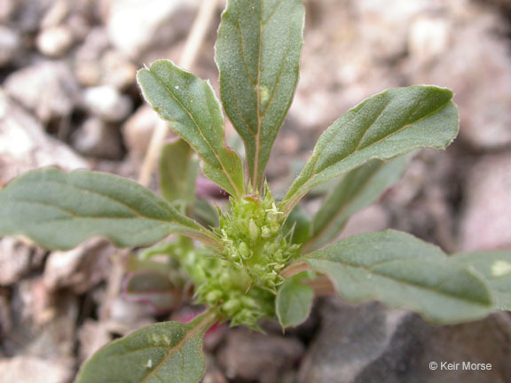 Image of white amaranth, white pigweed