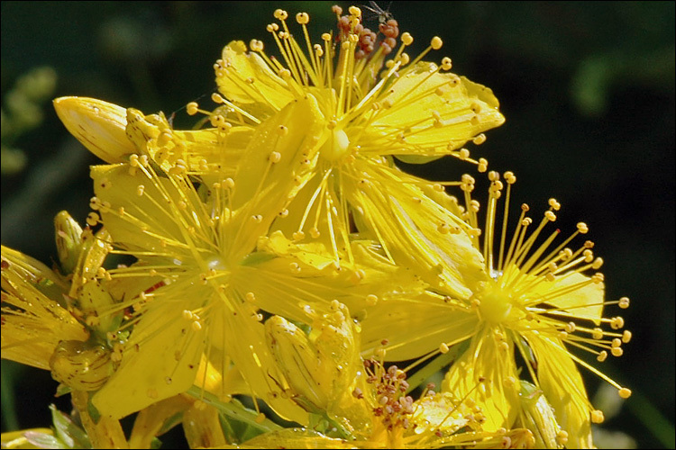 Image of St John's wort