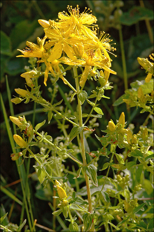 Image of St John's wort