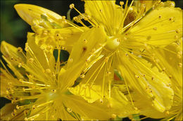 Image of St John's wort