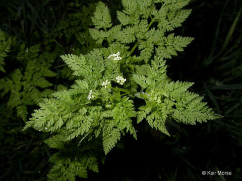 Image of bur chervil