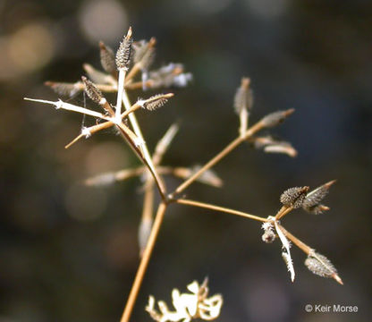 Image of bur chervil