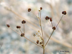 Imagem de Apiastrum angustifolium Nutt.