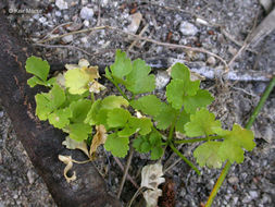 Image of Wild Celery