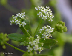 Imagem de Apium graveolens L.