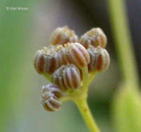 Image of Wild Celery