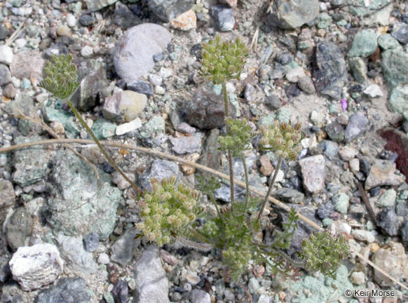 Image of American wild carrot