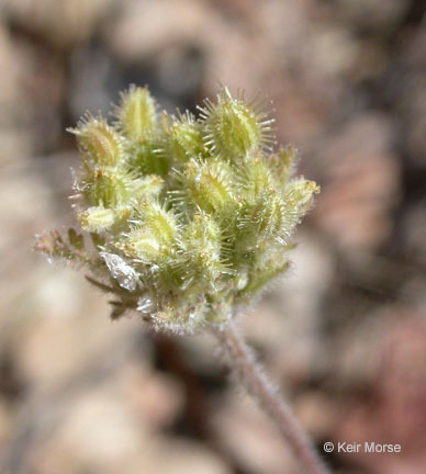 Image of American wild carrot