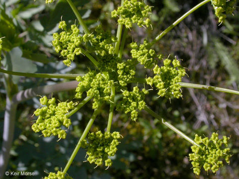 Plancia ëd Lomatium californicum (Nutt. ex Torr. & Gray) Mathias & Constance