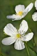 Image of Ranunculus platanifolius L.