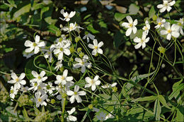 Image of Ranunculus platanifolius L.