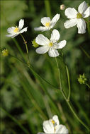 Plancia ëd Ranunculus platanifolius L.