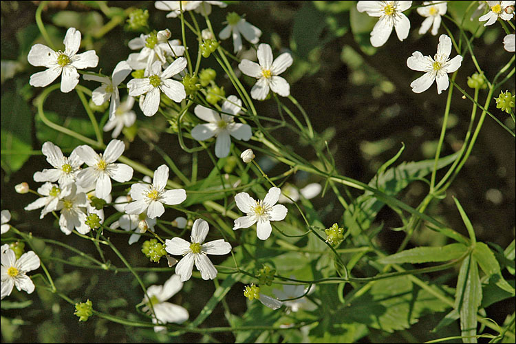 Plancia ëd Ranunculus platanifolius L.