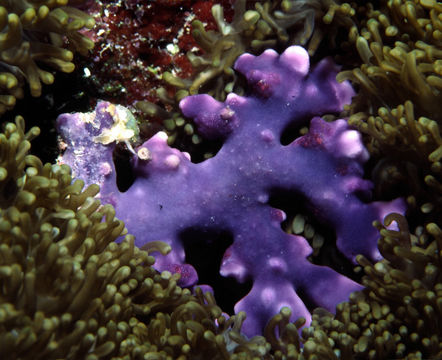 Image of Blue Coral