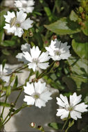 صورة <i>Silene alpestris</i>