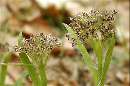 Image de Luzula sylvatica subsp. sieberi (Tausch) K. Richt.