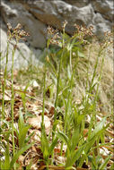 Image of Luzula sylvatica subsp. sieberi (Tausch) K. Richt.