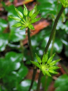 Image of Oregon goldthread