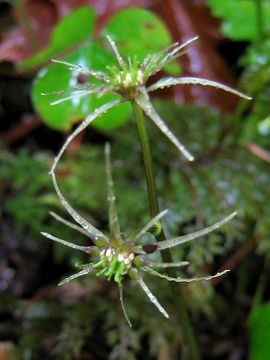 Image of Oregon goldthread