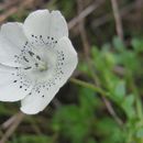 صورة Nemophila menziesii var. atomaria (Fisch. & C. A. Mey.) Voss