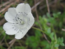 صورة Nemophila menziesii var. atomaria (Fisch. & C. A. Mey.) Voss