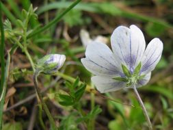 صورة Nemophila menziesii var. atomaria (Fisch. & C. A. Mey.) Voss