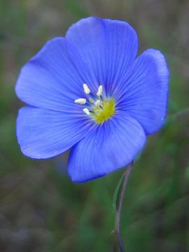 Image of Blue flax