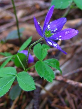 Image of Blue Windflower