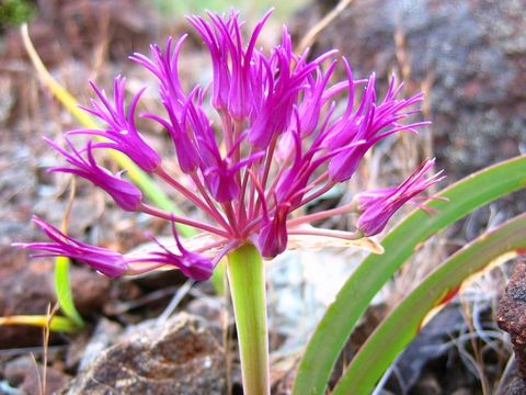 Image of scytheleaf onion