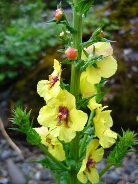 Imagem de Verbascum blattaria L.