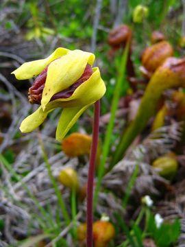 Image of California pitcherplant