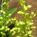 Image de Platanthera sparsiflora (S. Watson) Schltr.