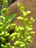 Image of Canyon Bog Orchid