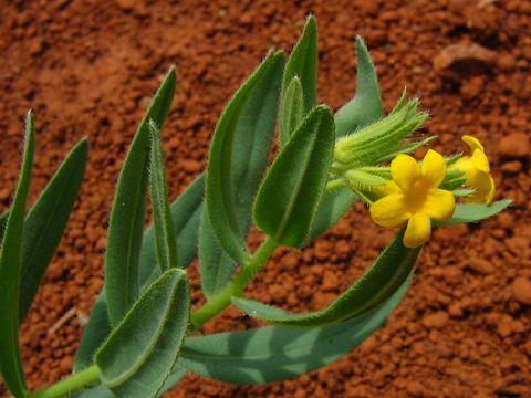 Lithospermum californicum A. Gray resmi