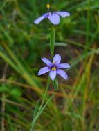 Sisyrinchium bellum S. Watson resmi