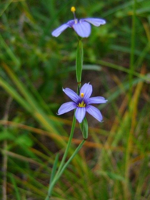 Imagem de Sisyrinchium bellum S. Watson