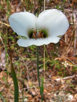 Image of Howell's mariposa lily