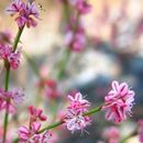 Image of wickerstem buckwheat