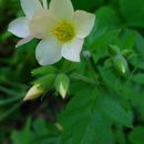 Слика од Polemonium carneum A. Gray