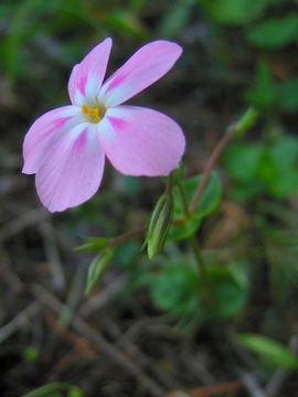 Image of northern phlox