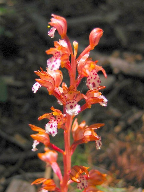 Image of Spotted coralroot