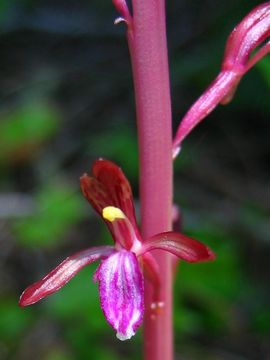 Image of Pacific coralroot